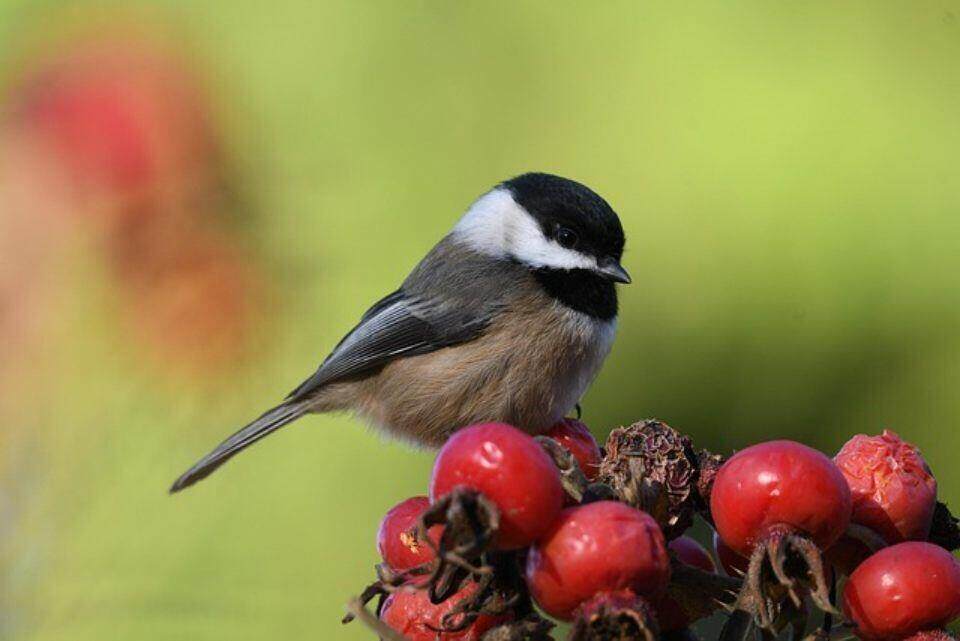 A Black-capped Chickadee perched in a crab apple tree.