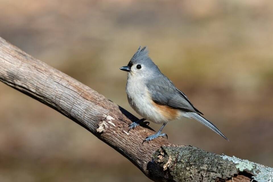 A Tufted Titmouse perched in a tree.