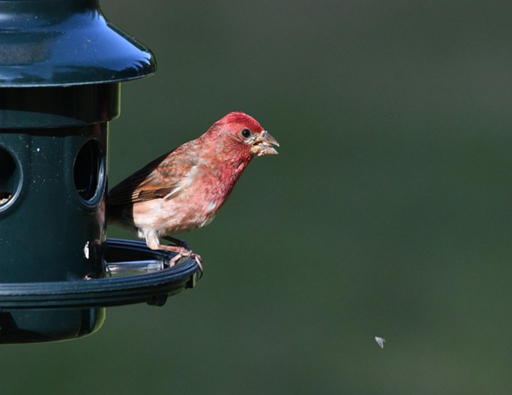A House Finch at a bird feeder.