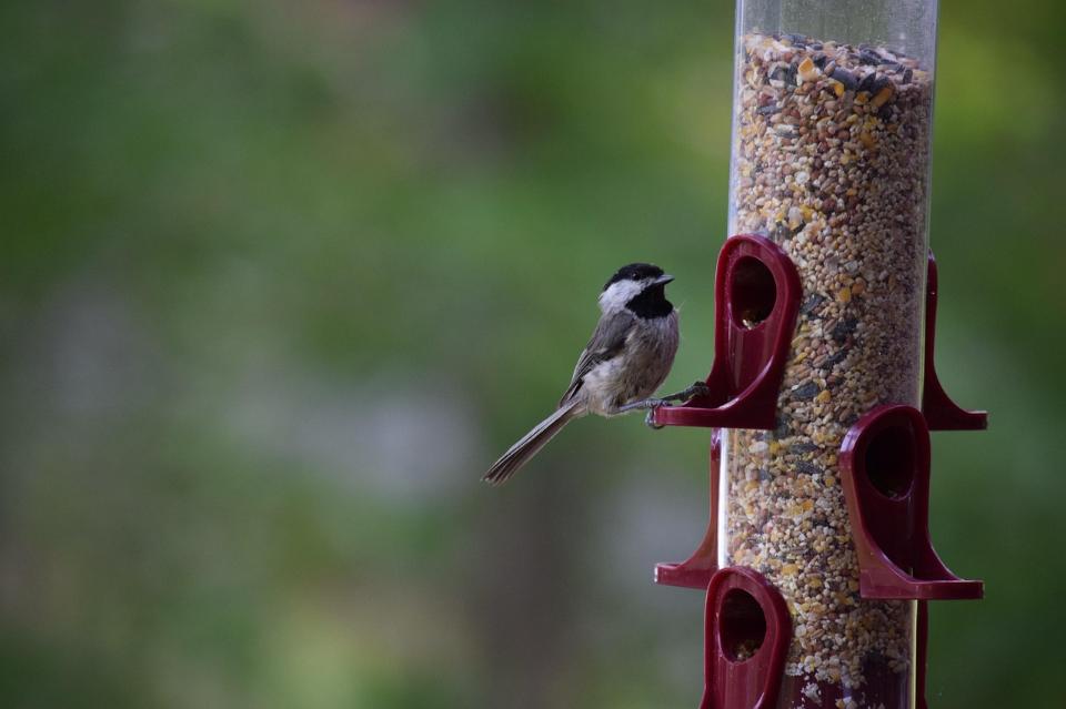 A Black-capped Chickadee eating seeds from a tube feeder.