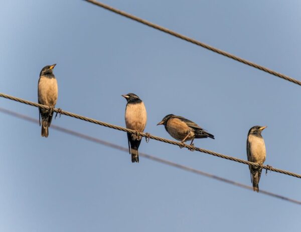 How to Keep Birds Off Electrical Wires: What Actually Works