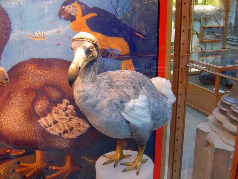 A statue of a Dodo bird in a store.