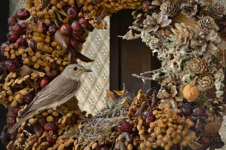 A Gray Flycatcher perched on a seed wreath.