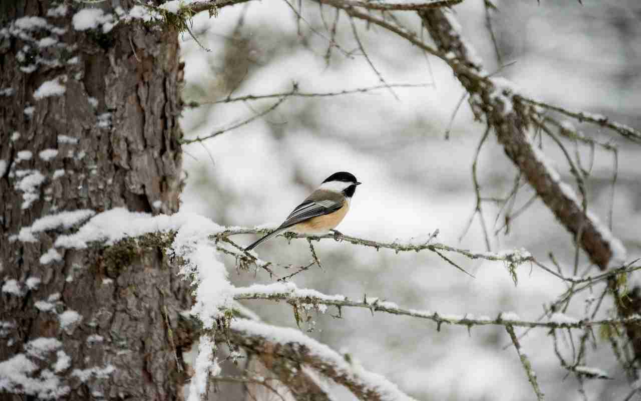 A Black-capped chickadee perched in a tree in winter.