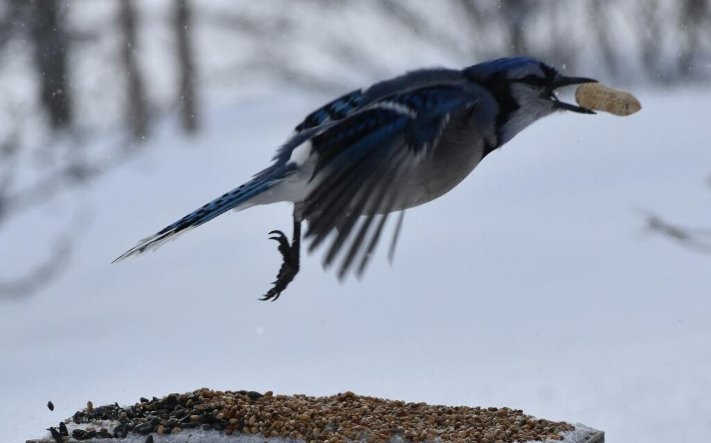 A Blue Jay grabs a peanut from a backyard bird feeder in winter.
