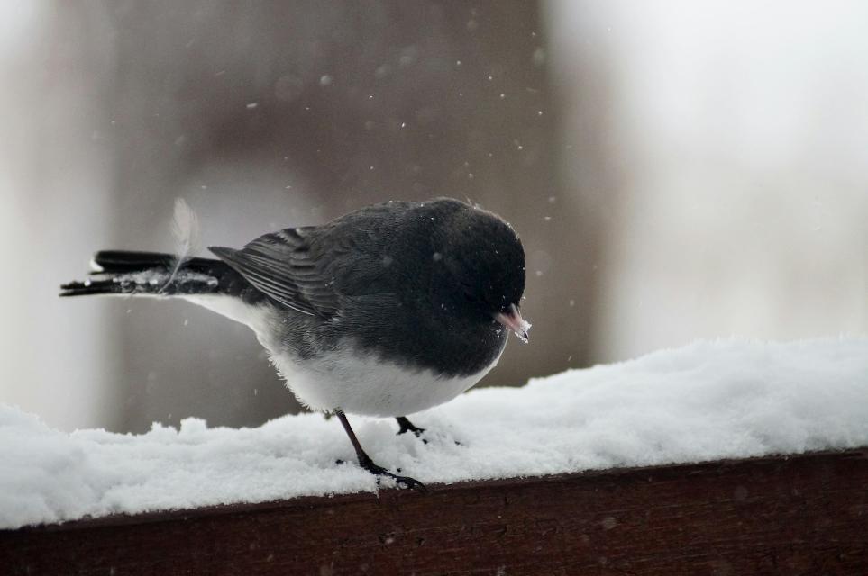A Dark-eyed Junco in winter snow.