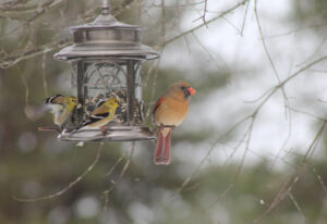 A few songbirds feeding at a bird feeder in winter.