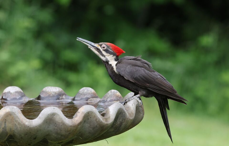 A Pileated Woodpecker drinking water from a clean bird bath.