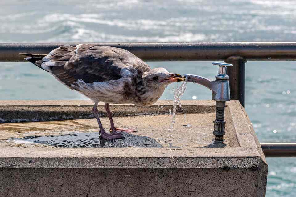 Seagull drinking water from an outdoor tap.