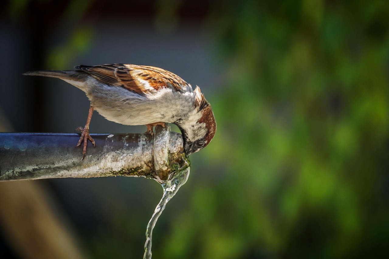 A sparrow drinking water from an outdoor tap.