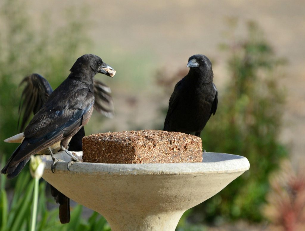 A bunch of crows eating suet from a backyard platform.