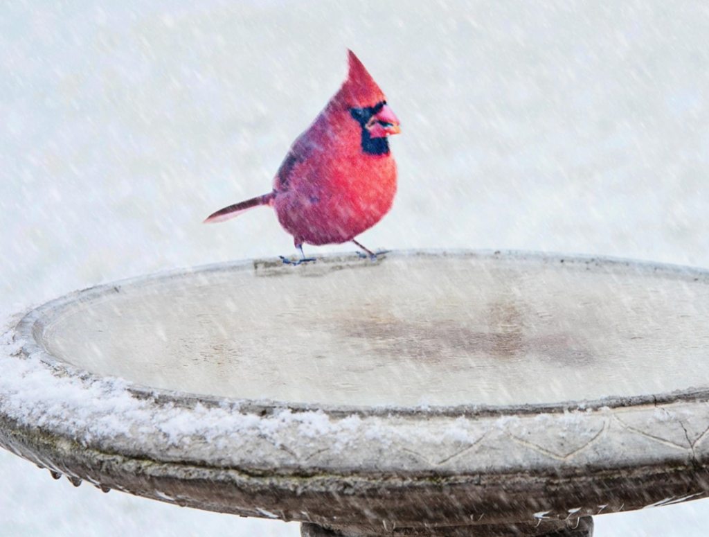 A Northern Cardinal at a frozen bird bath in winter.