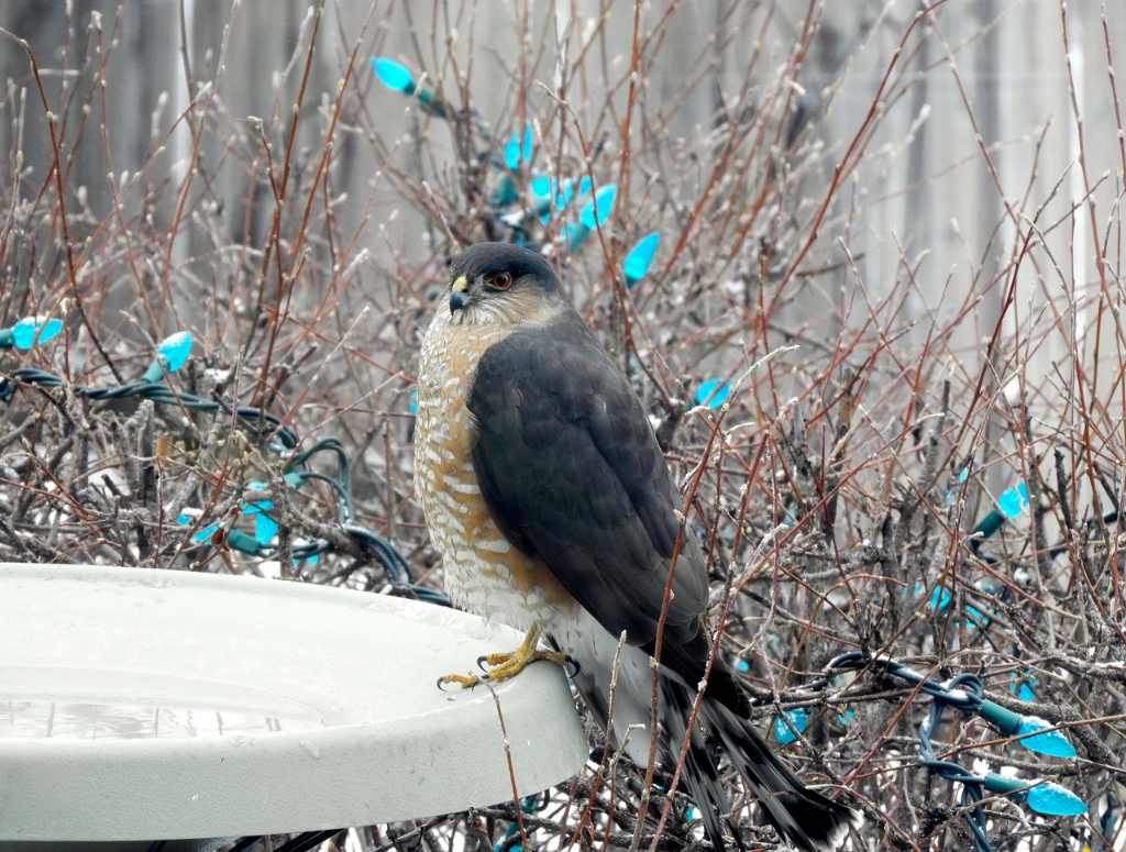 A Sharp-Shinned Hawk perched on a backyard bird bath in winter.
