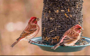 Why You Must Switch to Black Oil Sunflower Seeds in October
