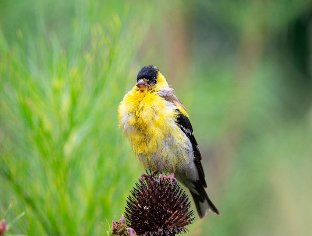 A molting goldfinch feeding on seeds from a flower head in fall.