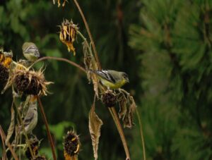 An American Goldfinch feeding on a sunflower seed head in winter.