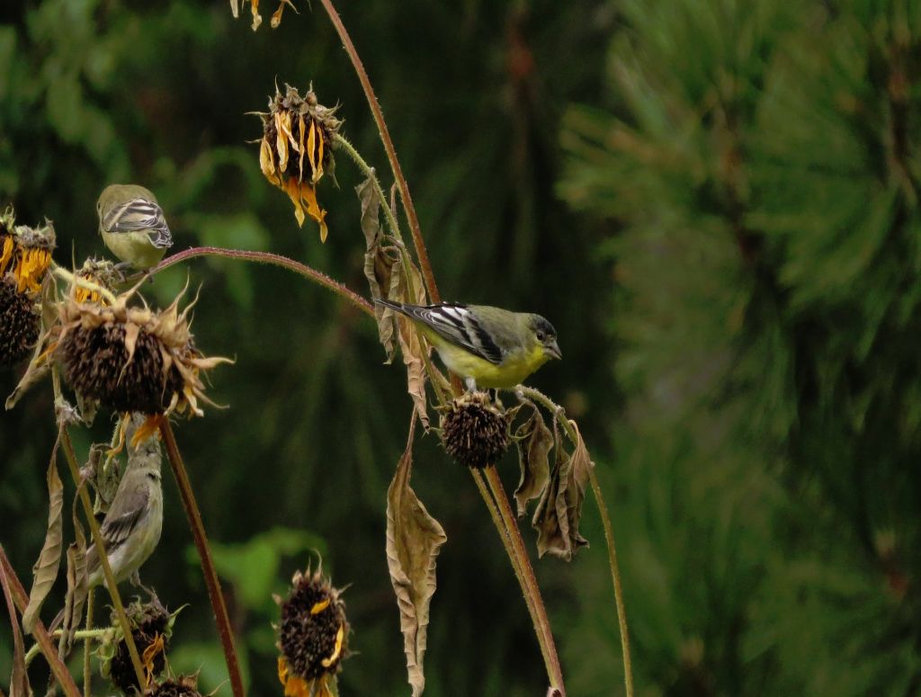 An American Goldfinch feeding on a sunflower seed head in winter.
