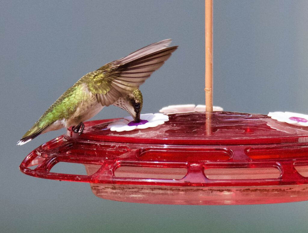 A hummingbird feeding on nectar from a feeder.