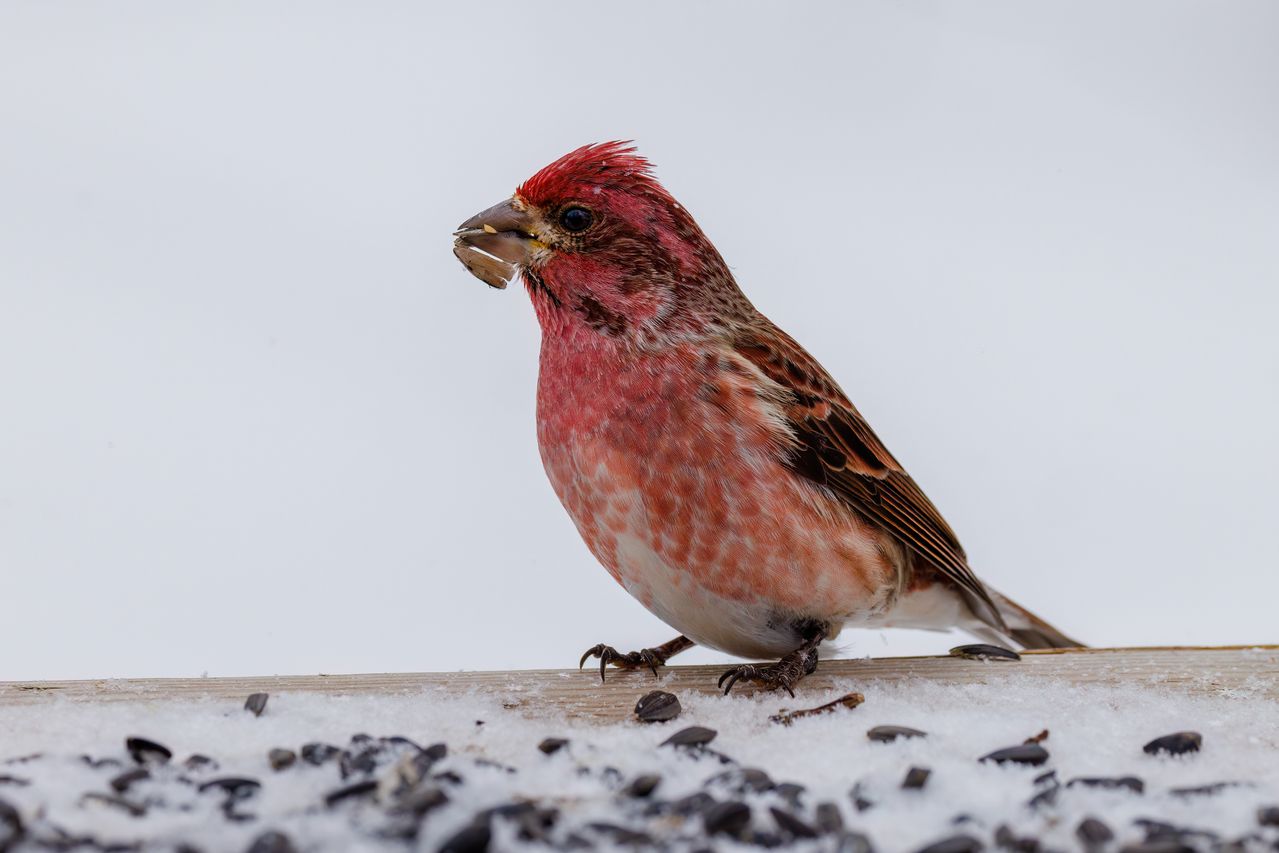 A purple Finch eating sunflower seeds in winter.
