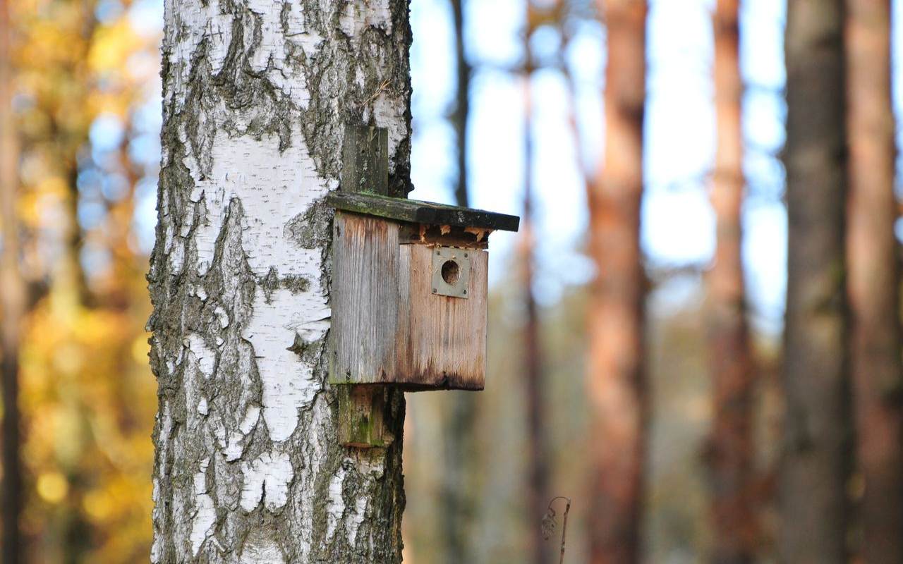 A weathered wooden birdhouse with a metal guard around its round entry hole is mounted vertically on the white, textured bark of a birch tree trunk in a autumn forest.