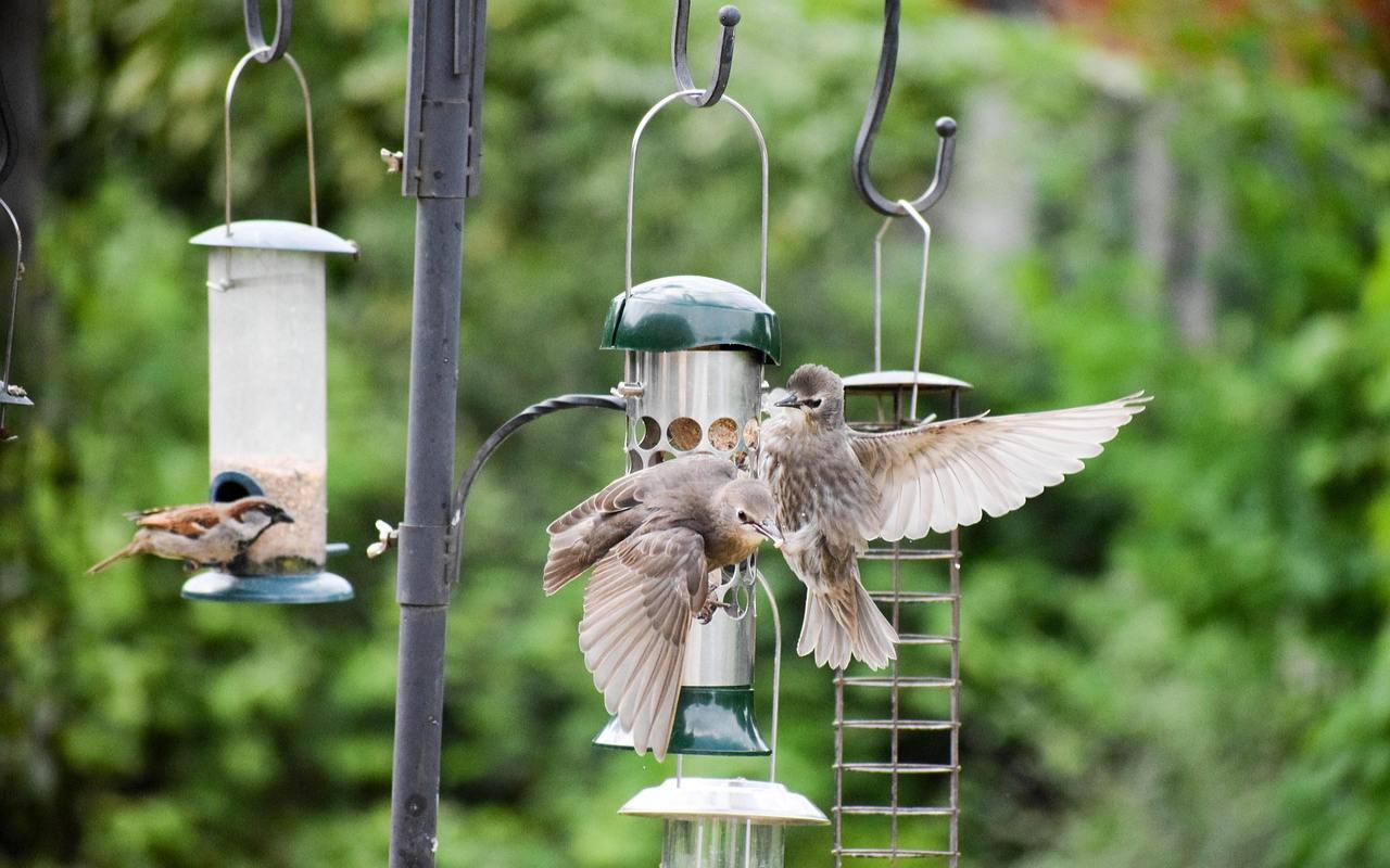 Two grayish-brown European Starlings with outstretched wings fight aggressively while perched on a metal bird feeder pole station, while a small sparrow watches from a tube feeder in the background.