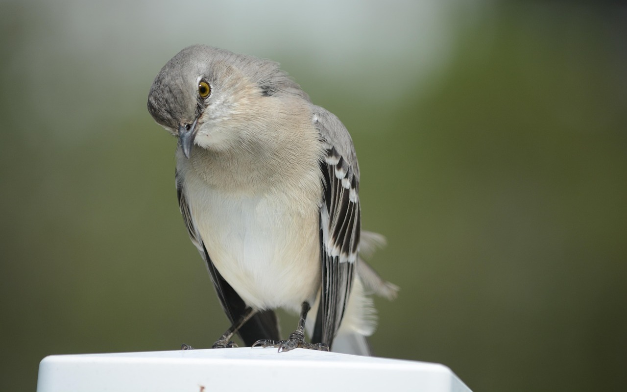 A grey and white Northern Mockingbird tilts its head down with an intense stare while perched on top of a clean white post cap.