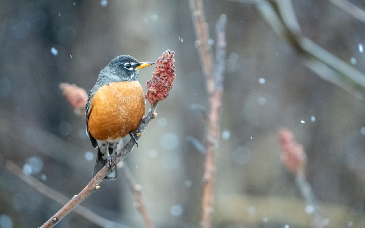 An American Robin with puffed-up feathers perches on a bare winter branch next to a fuzzy red staghorn sumac seed head during a gentle snowfall.