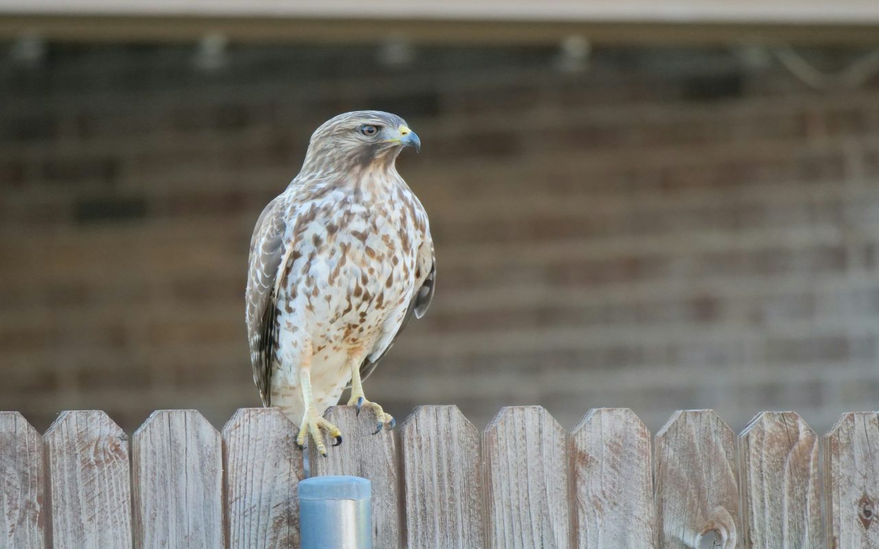 An immature Red-shouldered Hawk with a streaked white and brown breast perches alertly on a weathered wooden backyard privacy fence in front of a residential house.