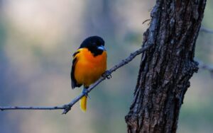 A vibrant adult male Baltimore Oriole with a solid black head and bright orange breast perches on a bare tree branch next to a rough bark trunk.