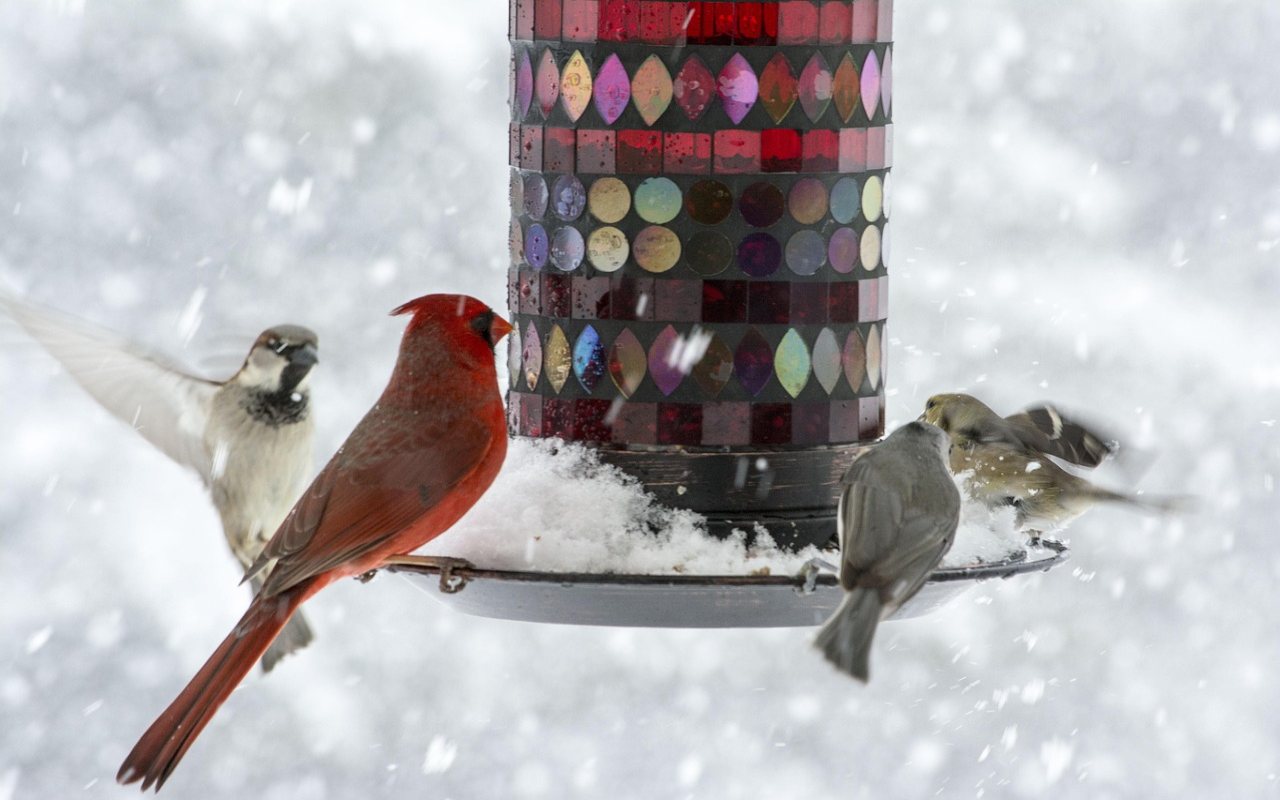 A vibrant red male northern cardinal, a house sparrow, and goldfinches perch on a tray feeder covered in a thick layer of snow during a heavy winter snowstorm.