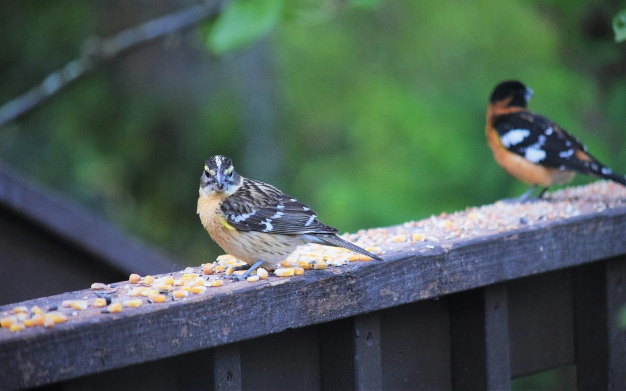 A female Black-headed Grosbeak with a streaked, buff-colored breast sits in focus on a wooden deck railing covered in cracked corn kernels, while a colorful orange and black male sits blurred in the background.