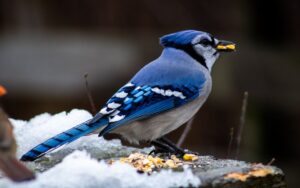 A vibrant blue, white, and black Blue Jay stands in profile on a snow-covered wooden platform feeder while holding a whole yellow raw corn kernel in its beak.