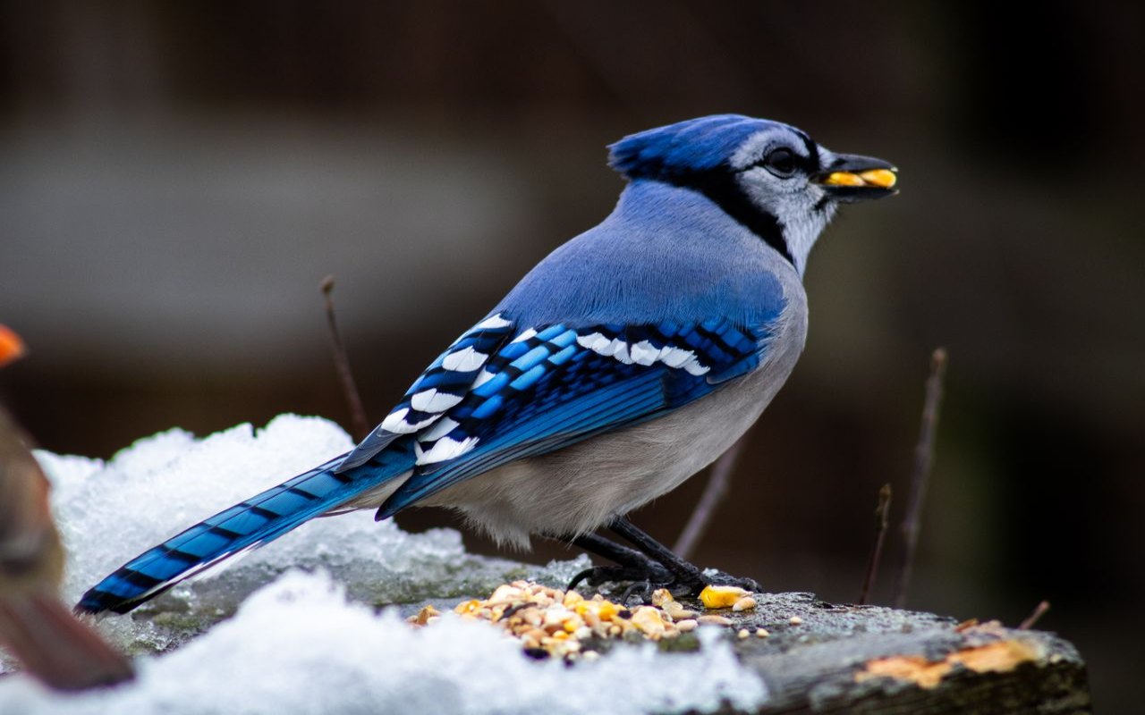 A vibrant blue, white, and black Blue Jay stands in profile on a snow-covered wooden platform feeder while holding a whole yellow raw corn kernel in its beak.