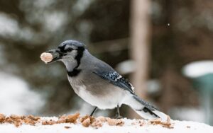 A colorful Blue Jay with blue, black, and white feathers holds a whole peanut in its shell in its beak while standing on a snowy surface covered in scattered peanuts.