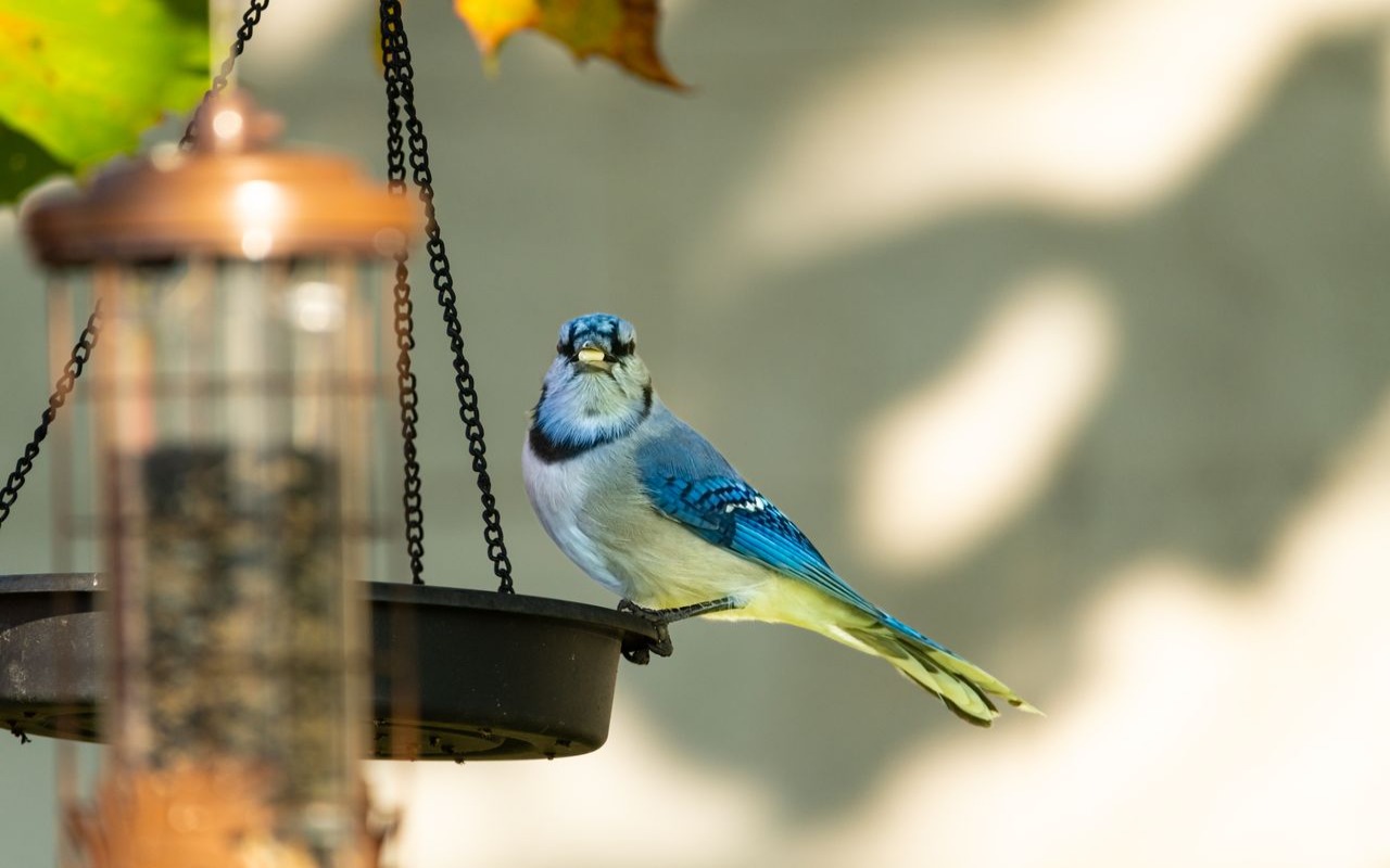 A vibrant blue, white, and black Blue Jay perches on a black hanging tray bird feeder with a seed held in its beak on a sunny autumn day.