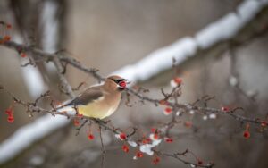 A silky brown Cedar Waxwing with a black facial mask perches on a branch with its beak wide open to swallow a small red berry whole on a snowy winter day.