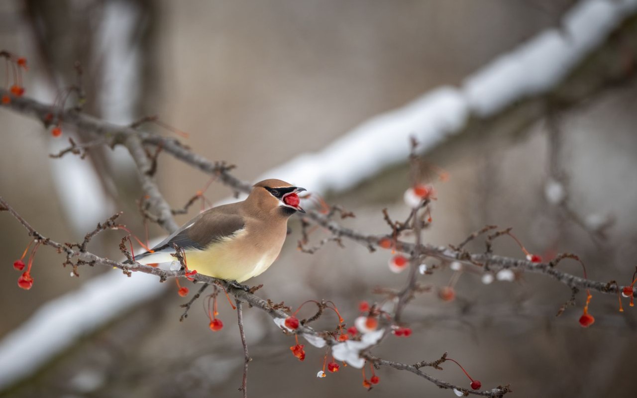 A silky brown Cedar Waxwing with a black facial mask perches on a branch with its beak wide open to swallow a small red berry whole on a snowy winter day.