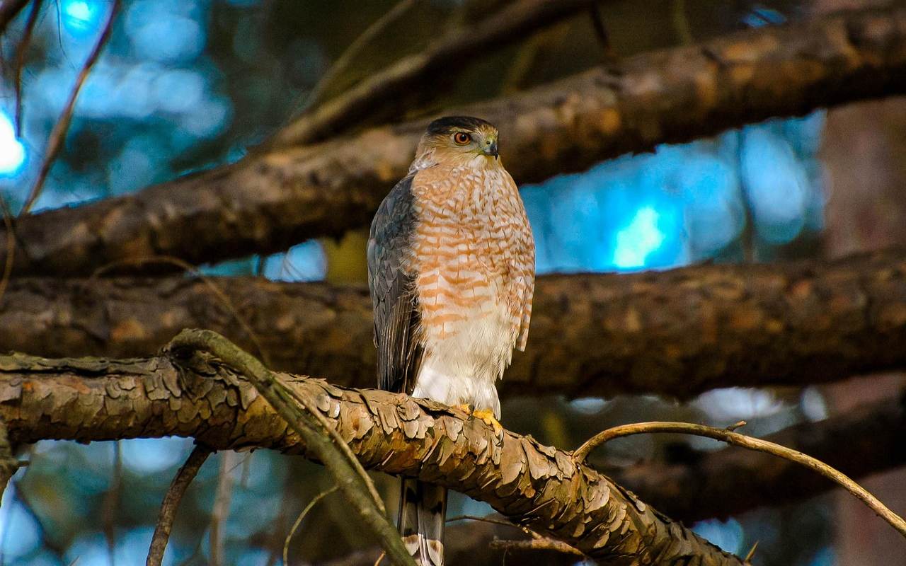 An adult Cooper's Hawk with a dark cap, gray wings, and a white breast with fine orange-brown barring perches vertically on a thick pine branch in a dense coniferous forest.