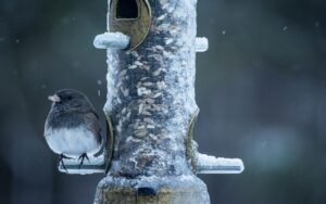 A small slate-colored Dark-eyed Junco with a white belly perches on a metal peg of a clear plastic tube bird feeder that is heavily encrusted with ice and frost during a winter freeze.
