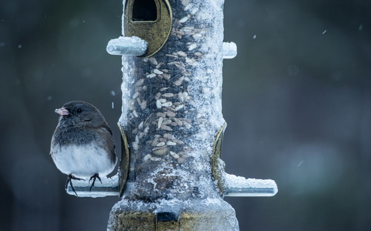 A small slate-colored Dark-eyed Junco with a white belly perches on a metal peg of a clear plastic tube bird feeder that is heavily encrusted with ice and frost during a winter freeze.