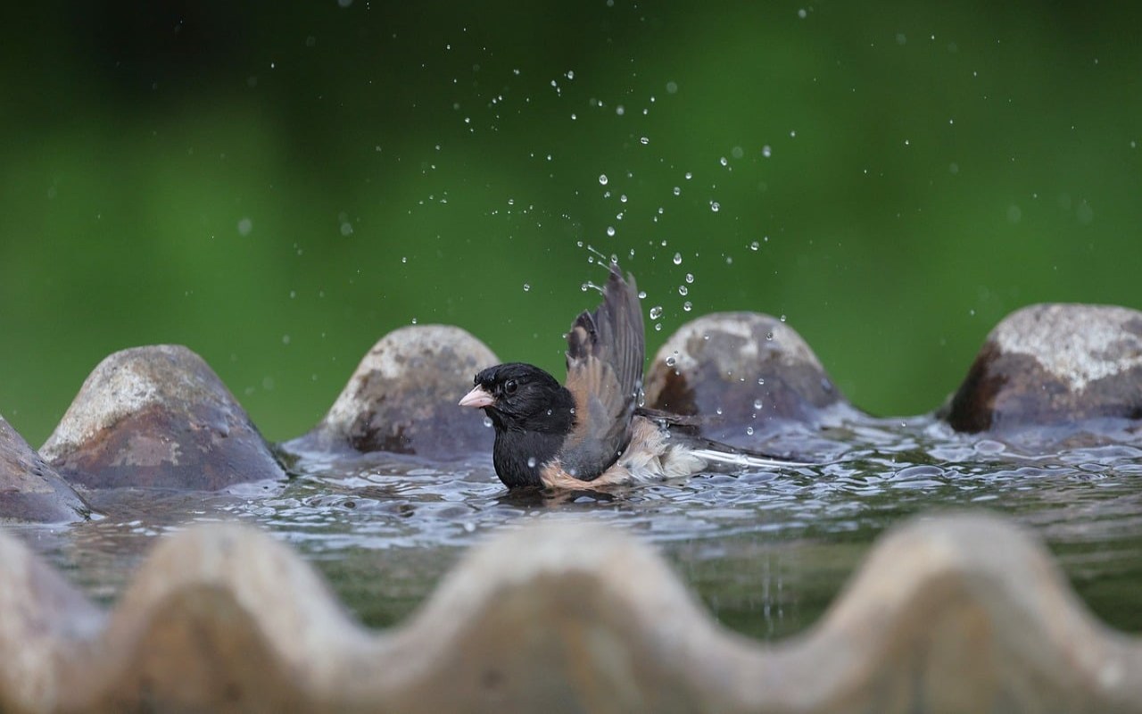 A dark-eyed junco with a dark slate-gray head and a pale pink bill vigorously splashes water with its wings while bathing in a scalloped stone fountain birdbath.