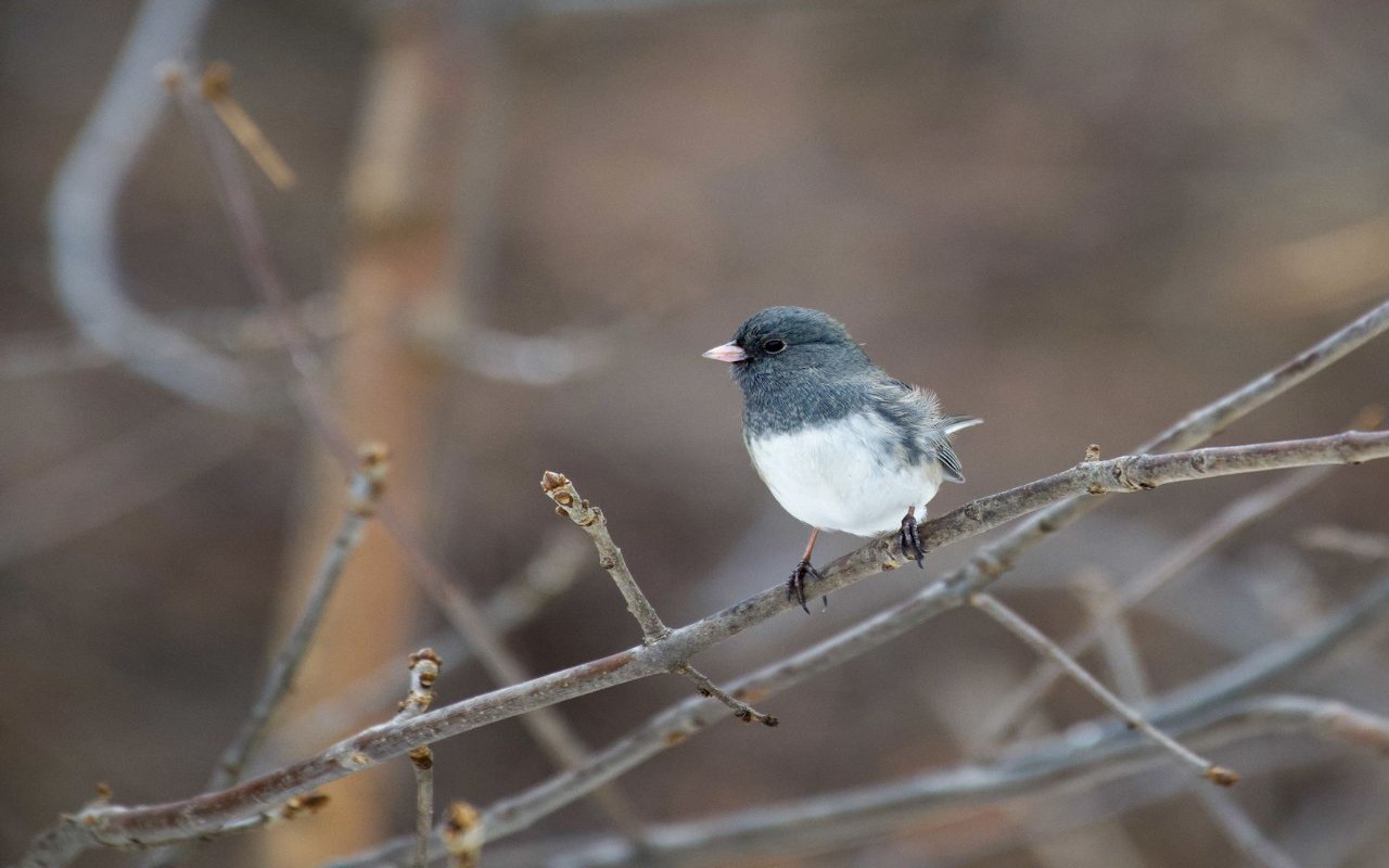 A slate-colored Dark-eyed Junco with a white belly and a small pink bill perches on a bare, leafless autumn branch against a soft blurred background.