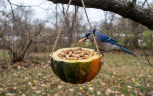 A raw, unedited photo of a hollowed-out acorn squash half filled with whole peanuts, hanging from a branch while a Blue Jay perches on the rim to feed on an overcast morning.
