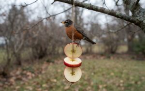 A raw, unedited photo of a vertical stack of red apple slices threaded on jute twine and hanging from a branch while an American Robin feeds on top.
