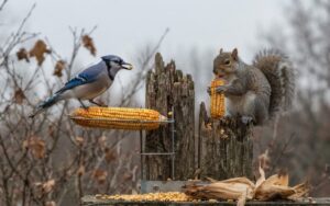 A raw, unedited photo of a wild Blue Jay with a single kernel in its bill perched on a horizontal corn cob next to a gray squirrel chewing a vertical ear of corn on a weathered wooden fence post.