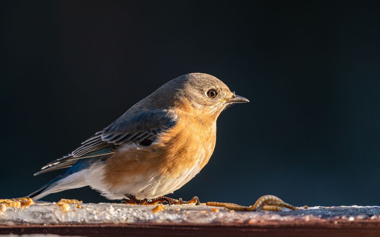 A close-up profile photo of a grey-blue female Eastern Bluebird perched next to mealworms on an ice-covered wooden railing during winter.