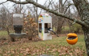 A raw, unedited photo of three DIY upcycled bird feeders—a mason jar, a milk carton, and an orange peel cup—hanging from branches as a chickadee feeds on an overcast autumn morning.