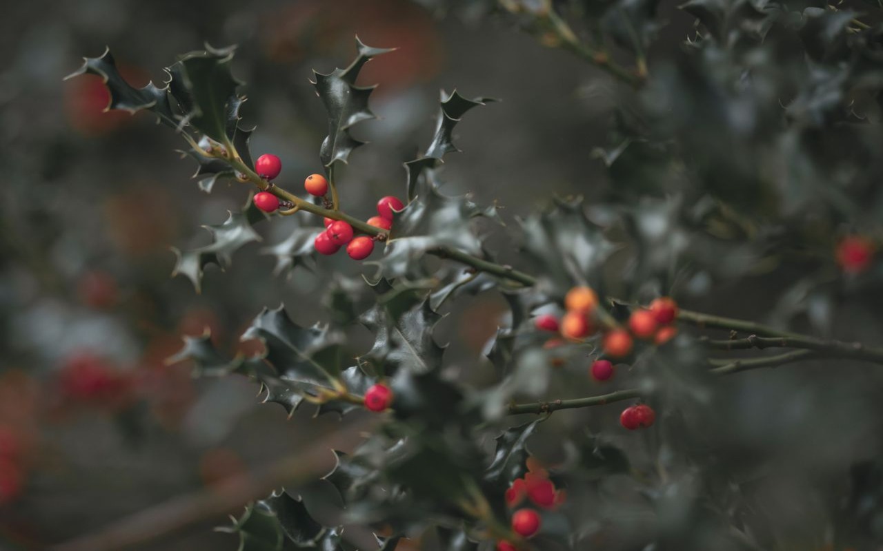 A close-up shot of an English holly branch featuring glossy, spiny dark green leaves and clusters of bright red and orange berries with a soft, out-of-focus background.