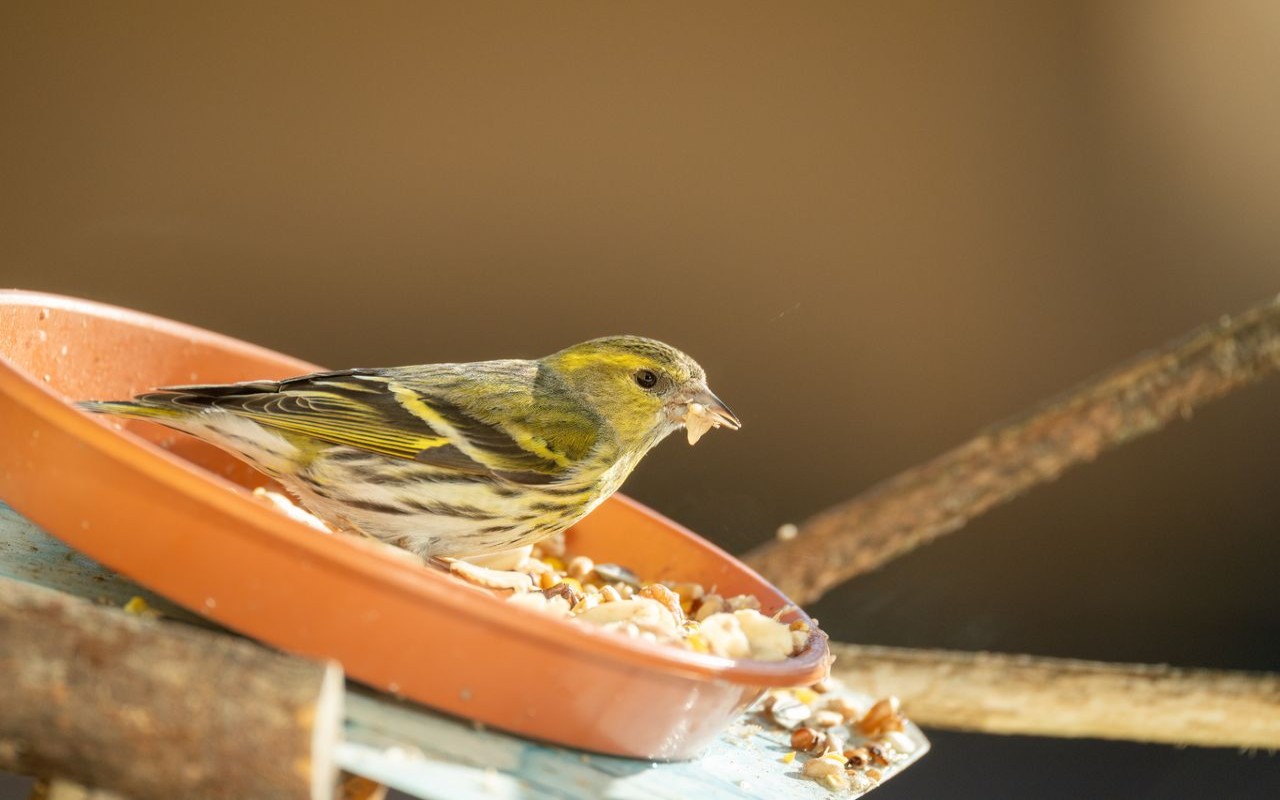 A small Eurasian siskin with yellow-green plumage and dark streaks stands in a brown shallow dish feeder, holding a seed in its beak against a soft, blurred background.