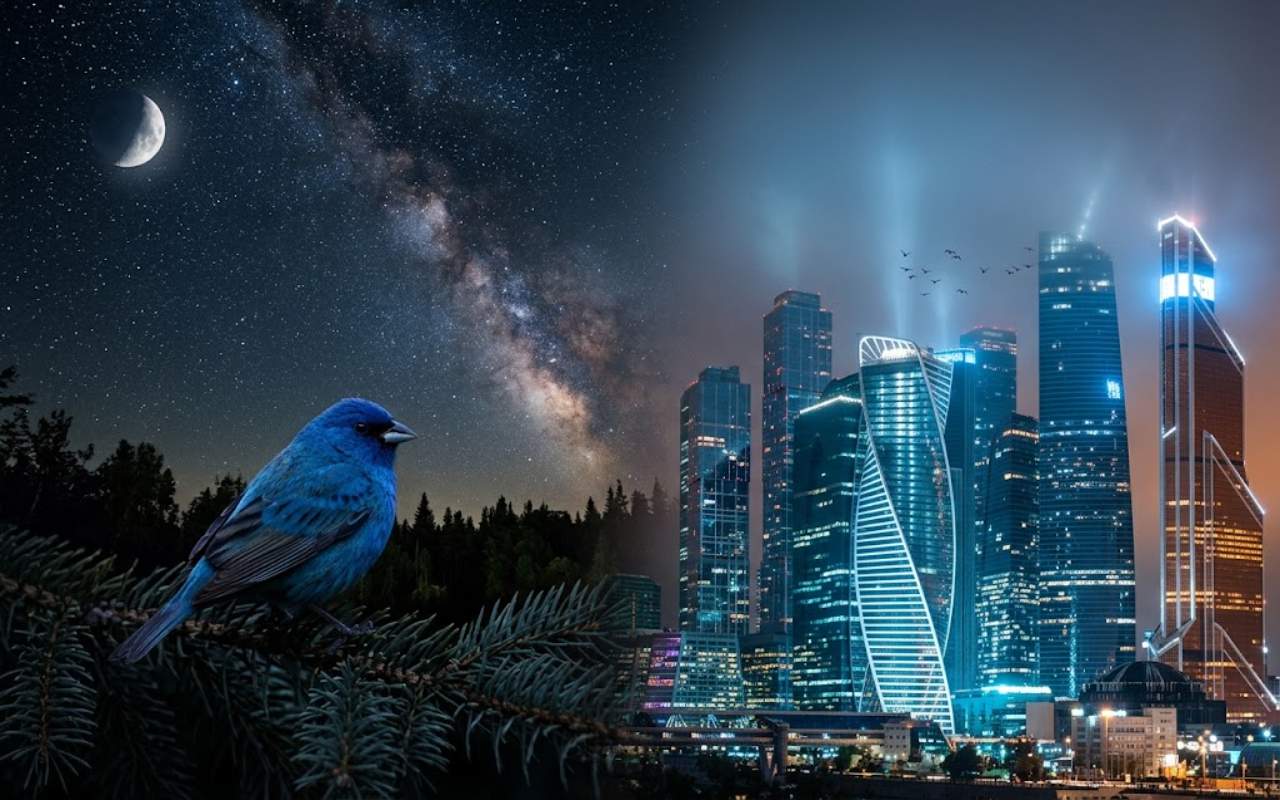 A split screen showing an Indigo Bunting perched on a pine branch under a dark starry sky with the Milky Way on the left, contrasted against a brightly lit city skyline at night on the right.